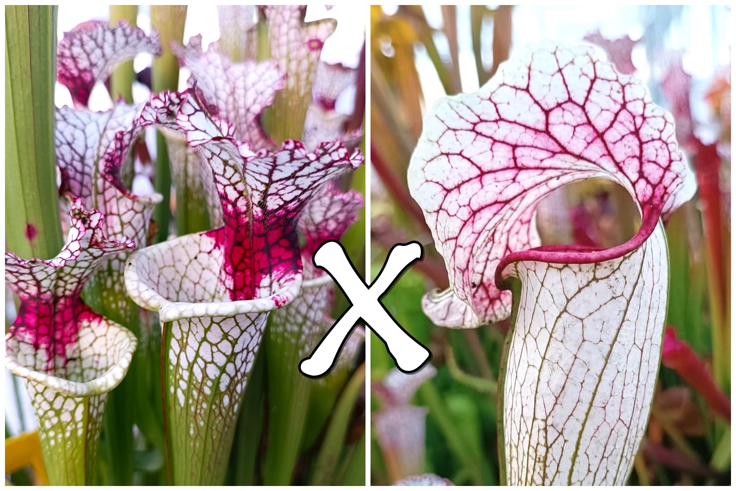 S. leucophylla (SL61 AC) x (x EG Sesshomaru)