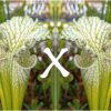 25 Semi di Sarracenia leucophylla f. viridescens (antho-free)