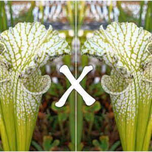 25 Semi di Sarracenia leucophylla f. viridescens (antho-free)