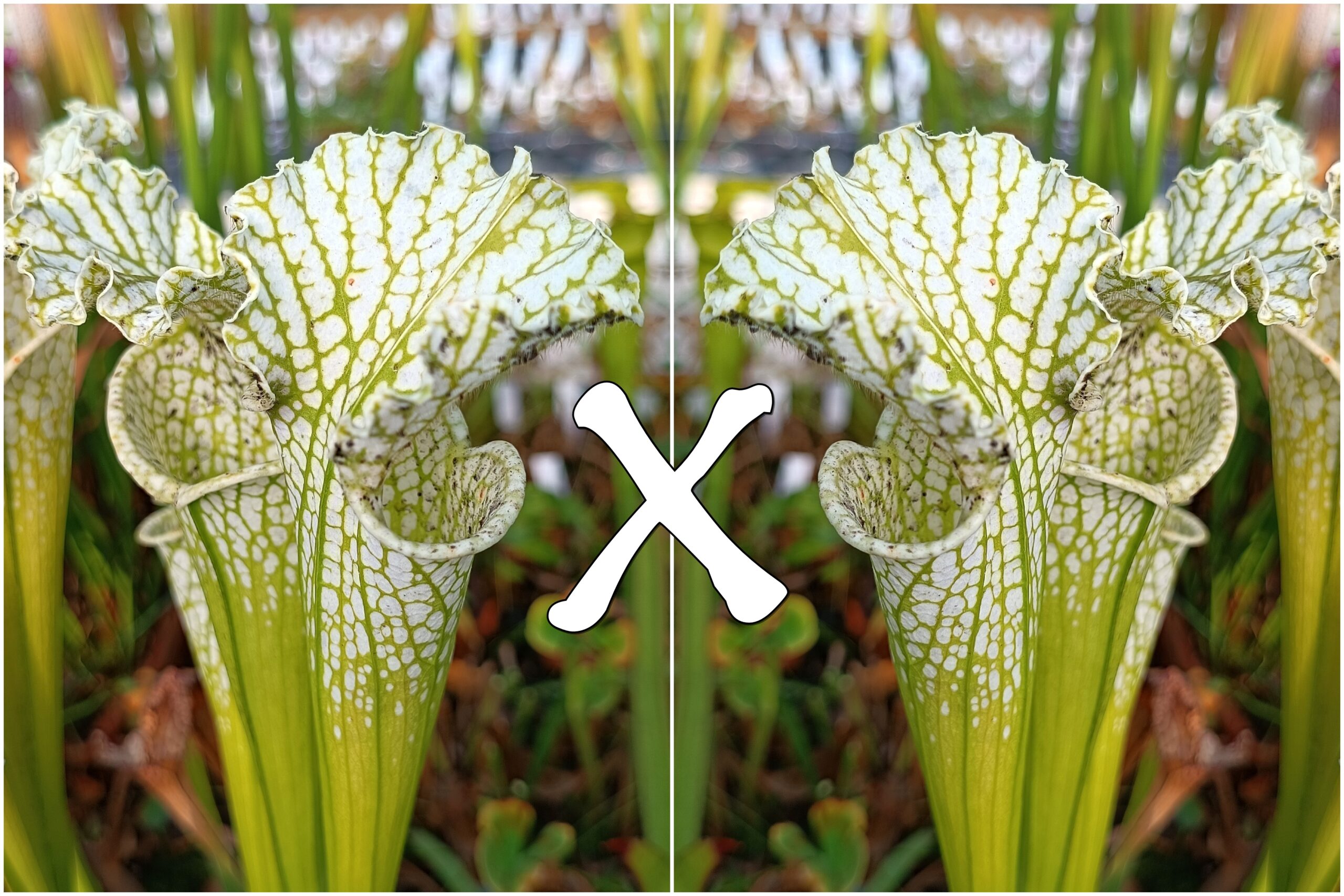 S. leucophylla f. viridescens