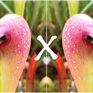 25 Semi di Sarracenia minor var. minor