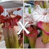 25 Semi di Sarracenia (x “Trinità”) x (x ‘Adrian Slack’)