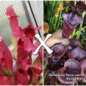 25 Semi di Sarracenia (x mitchelliana) x flava var. atropurpurea (FL105 RVL)