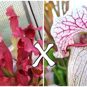 Sarracenia (x mitchelliana) x (x EG Sesshomaru)