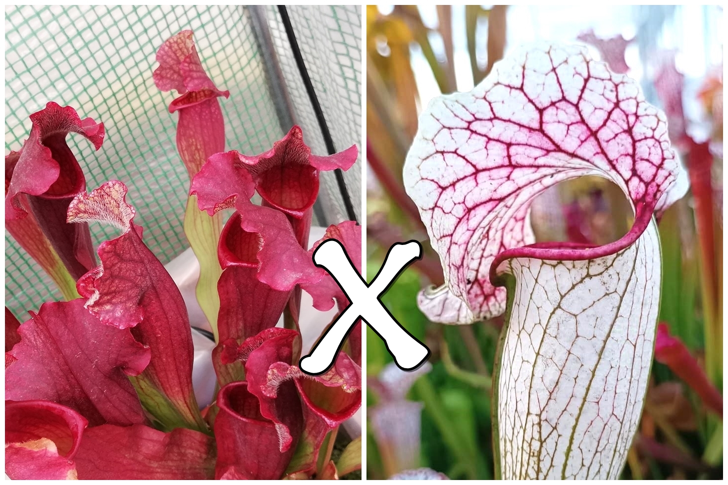 Sarracenia (x mitchelliana) x (x EG Sesshomaru)