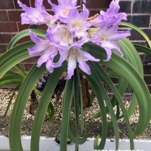 Worsleya procera (Imperatrice del Brasile), da seme