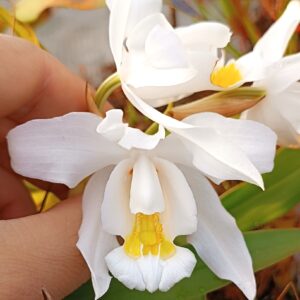 Coelogyne cristata