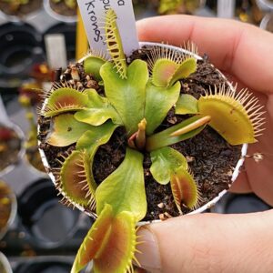 Dionaea muscipula "SD Kronos"