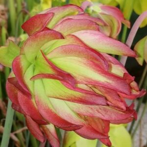 Sarracenia leucophylla 'Tarnok' (mutant flower, L55 MK)