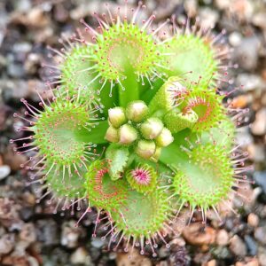 Drosera stolonifera