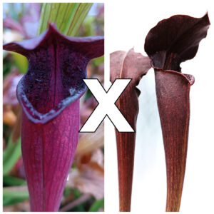 Sarracenia alata var. nigropurpurea (A60 MK x A27 MK), da seme, esemplari assortiti