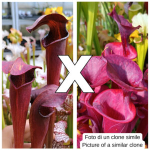 Sarracenia x soperi (red) = alata var. nigropurpurea (A60 MK) x flava var. atropurpurea (Fl24 RVO), da seme, esemplari assortiti