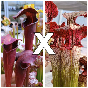 Sarracenia alata var. nigropurpura (A60 MK) x (x "Trinità"), da seme, esemplari assortiti