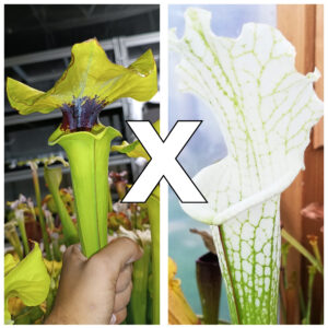Sarracenia x moorei = flava "EG mega lid" x leucophylla var. alba (Dimitri Gaunie), da seme, esemplari assortiti