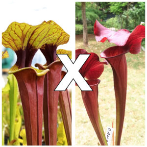 Sarracenia flava var. rubricorpora (T. Carow clone) x (x 'Cancan'), da seme, esemplari assortiti