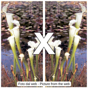Sarracenia leucophylla var. alba 'Hurricane Creek White' F1, da seme, esemplari assortiti