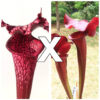 Sarracenia leucophylla “burgundy” (L57 MK) x (x ‘Cancan’), da seme, esemplari assortiti