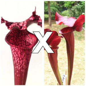 Sarracenia leucophylla "burgundy" (L57 MK) x (x 'Cancan'), da seme, esemplari assortiti