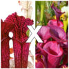 Sarracenia x moorei (red) = leucophylla (red, L38c MSr) x flava var. atropurpurea (FL105 RVL), da seme, esemplari assortiti