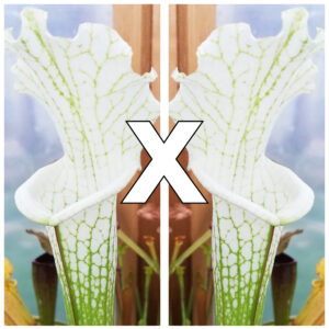 Sarracenia leucophylla var. alba (Dimitri Gaunie x self), da seme, esemplari assortiti