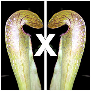 Sarracenia minor var. minor (AA x self), da seme, esemplari assortiti