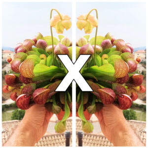 Sarracenia psittacina var. okefenokeensis (PS09 MK x self), da seme, esemplari assortiti