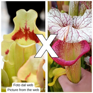 Sarracenia purpurea "Tina" x (x 'Adrian Slack'), da seme, esemplari assortiti