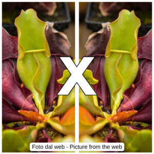 Sarracenia purpurea ("veinless" x self), da seme, esemplari assortiti