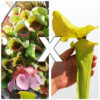 Sarracenia rosea (pale flowers, MSr) x flava var. rugelii “giant lid” (AA), da seme, esemplari assortiti