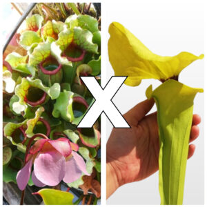 Sarracenia rosea (pale flowers, MSr) x flava var. rugelii "giant lid" (AA), da seme, esemplari assortiti