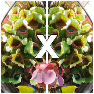 Sarracenia rosea (pale flowers, MSr x self), da seme, esemplari assortiti