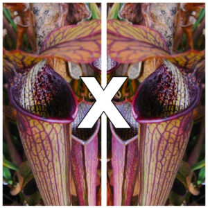 Sarracenia rubra subsp. gulfensis, da seme, esemplari assortiti