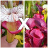 Sarracenia (x ‘Adrian Slack’) x flava var. atropurpurea (FL105 RVL), da seme, esemplari assortiti