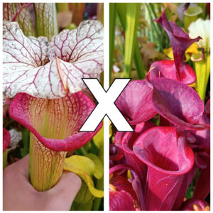 Sarracenia (x 'Adrian Slack') x flava var. atropurpurea (FL105 RVL), da seme, esemplari assortiti