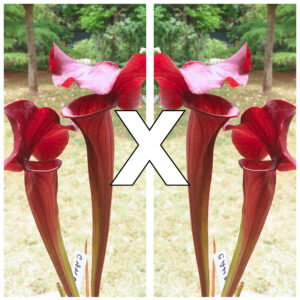 Sarracenia (x 'Cancan') x self, da seme, esemplari assortiti