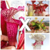 Sarracenia (x “EG magenta”) x O.P., da seme, esemplari assortiti