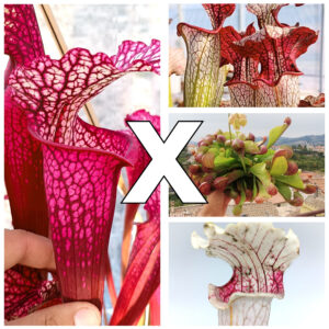 Sarracenia (x "EG magenta") x O.P., da seme, esemplari assortiti