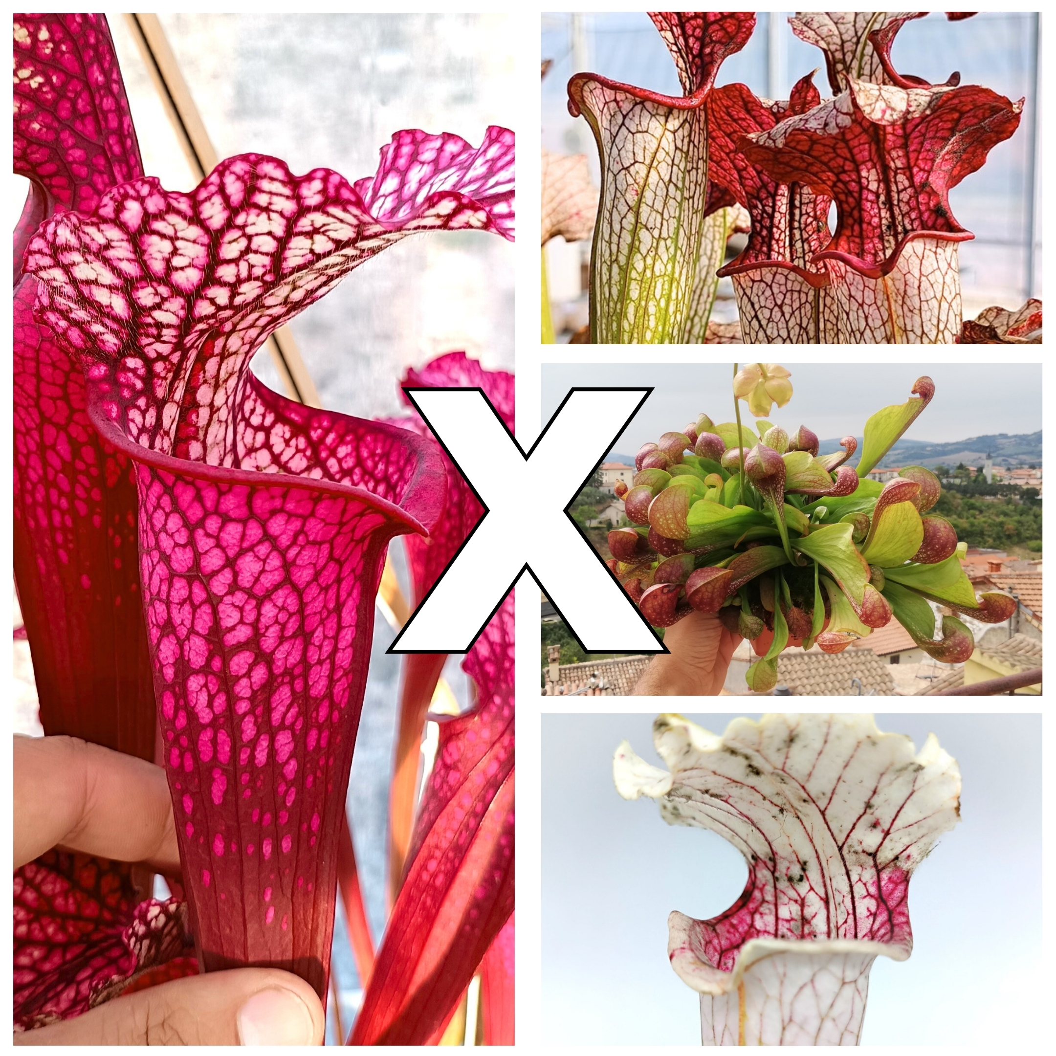 Sarracenia (x EG magenta) x OP