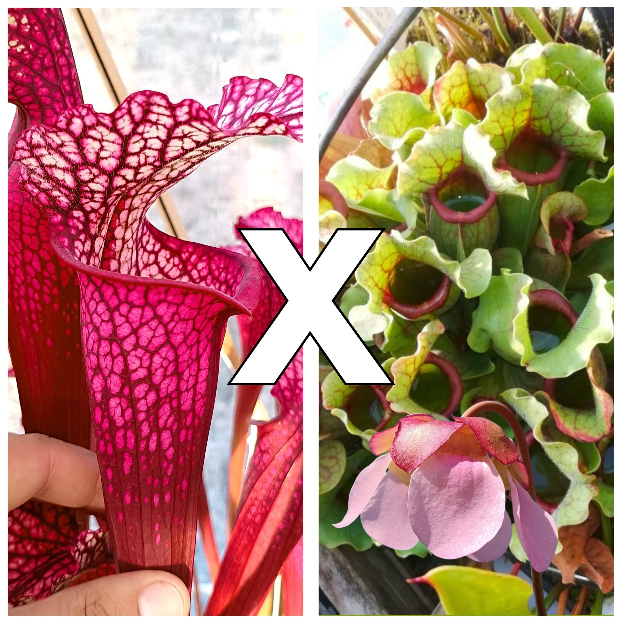 Sarracenia (x EG magenta) x rosea (pale flower, MSr)