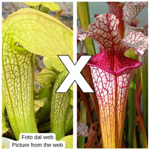 Sarracenia (x "Hummer's hammerhead") x (x "mega tube"), da seme, esemplari assortiti