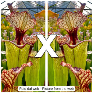 Sarracenia (x 'Leah Wilkerson') x self, da seme, esemplari assortiti