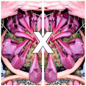 Sarracenia x courtii, da seme, esemplari assortiti