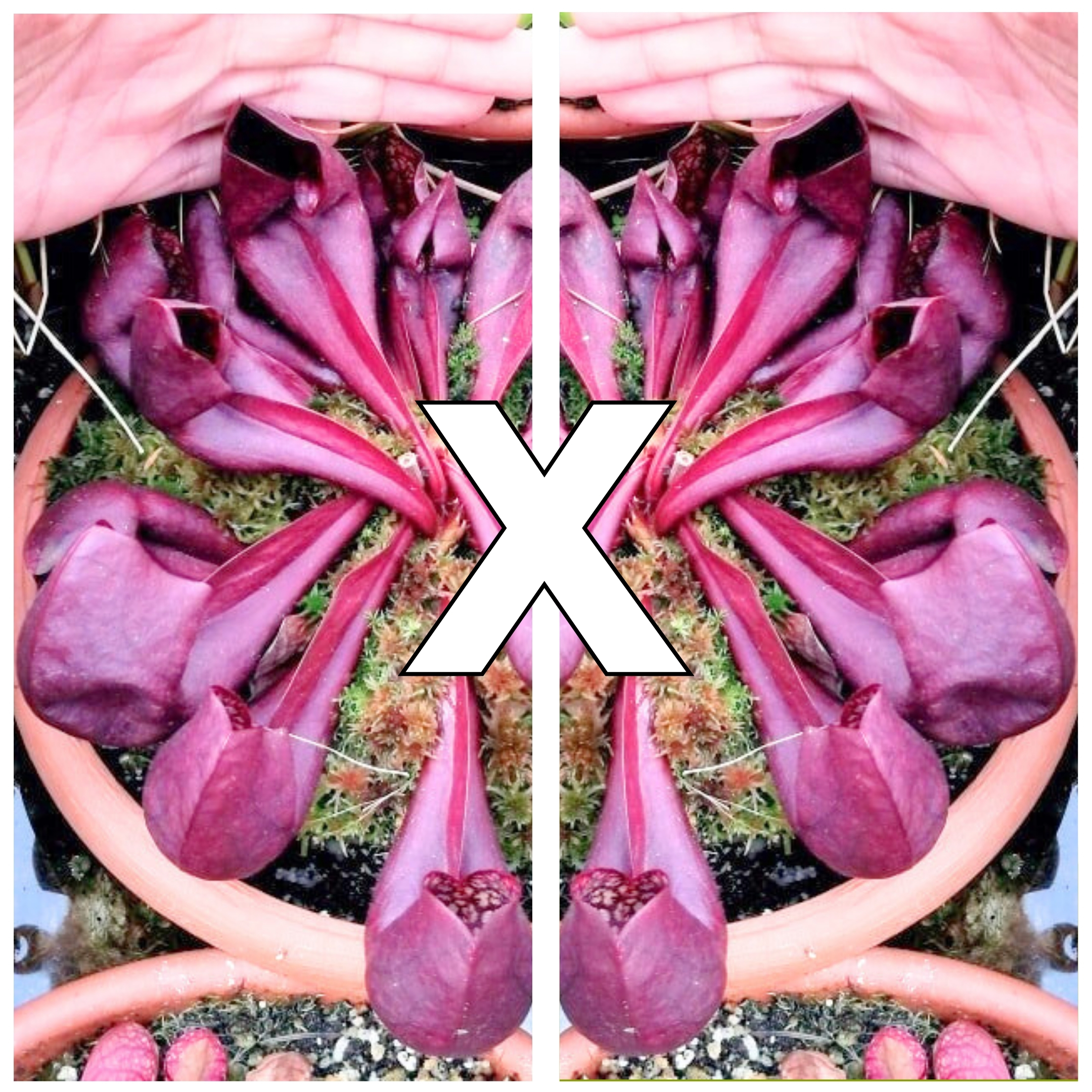 Sarracenia x courtii