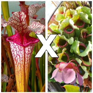 Sarracenia (x "mega tube") x rosea (pale flowers, MSr), da seme, esemplari assortiti