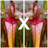 Sarracenia (x “mega tube”) x self, da seme, esemplari assortiti