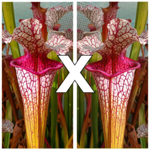 Sarracenia (x "mega tube") x self, da seme, esemplari assortiti