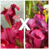 Sarracenia (x mitchelliana) x flava var. atropurpurea (FL105 RVL), da seme, esemplari assortiti