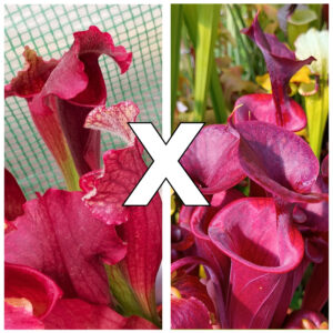 Sarracenia (x mitchelliana) x flava var. atropurpurea (FL105 RVL), da seme, esemplari assortiti