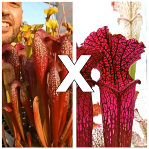 Sarracenia [(x swaniana) x (x courtii)] x leucophylla (red, L38c MSr), da seme, esemplari assortiti