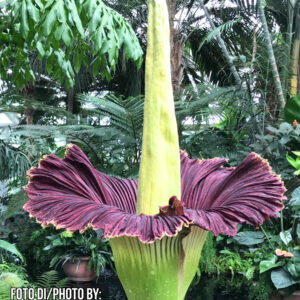 Amorphophallus titanum